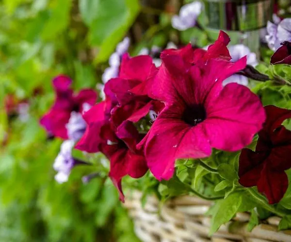 ゲストハウス Wielsch 4*